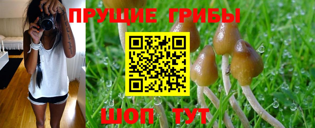 Галлюциногенные грибы Cubensis Архангельск